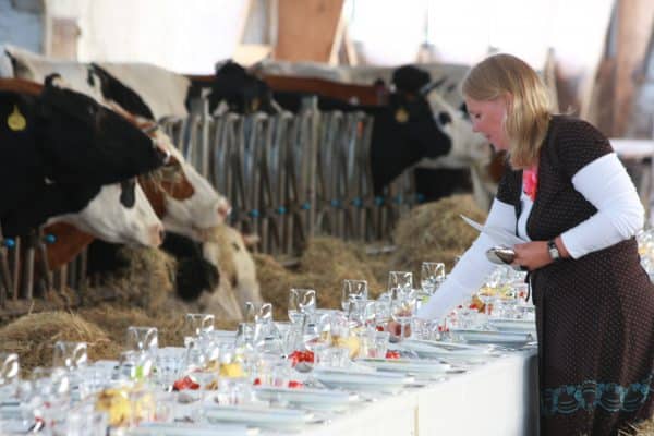 De tafel wordt gedekt tussen de koeien voor een Boergondisch feestmaal bij boerderij Natuurlijk Genoegen foto Dick Boschloo db_090905_1863